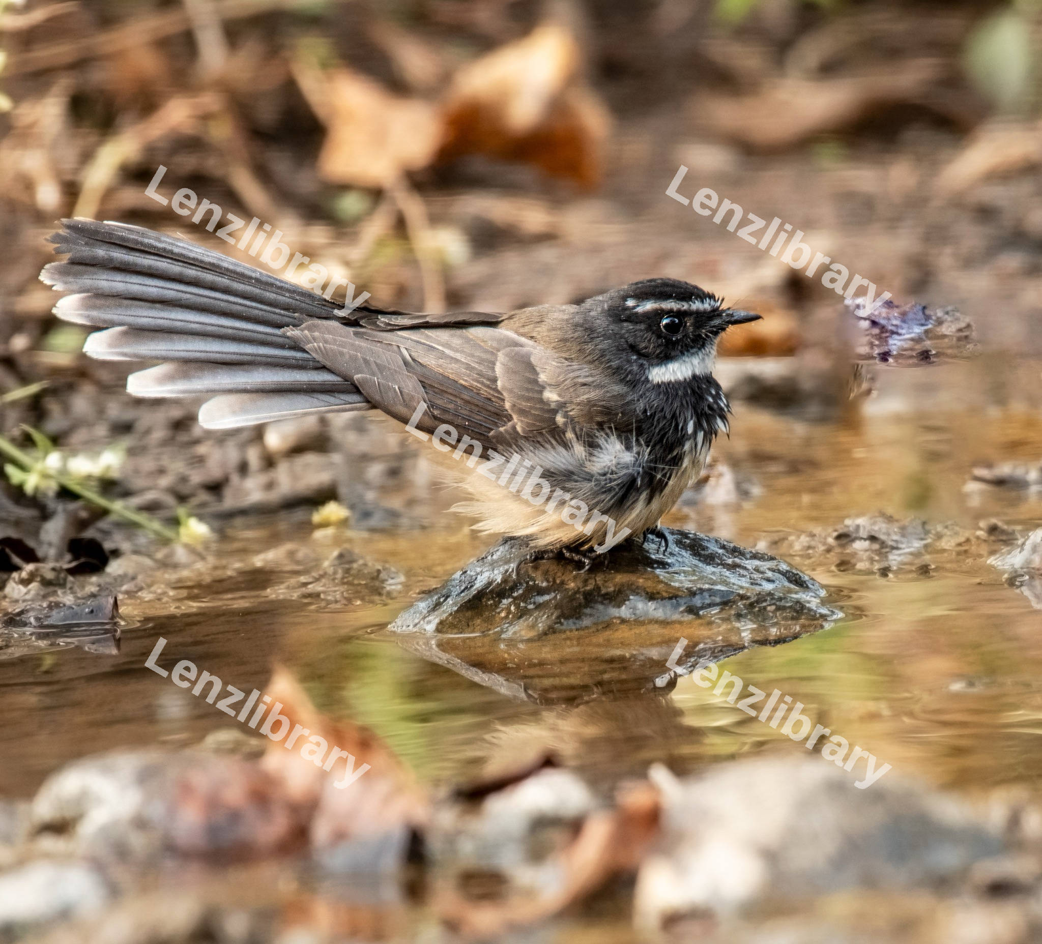 A Bird sitting on a rock